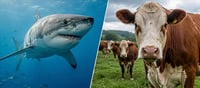 Cows Kill More Humans Than Sharks — Humans Fear Sharks. Statistics Fear Cows